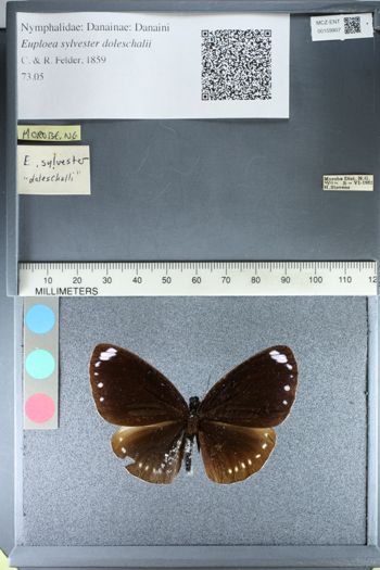 Media type: image;   Entomology 159907